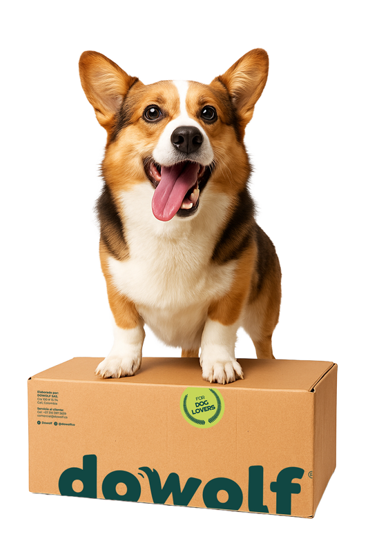 Caja x24 Galletas variadas todas las referencias
